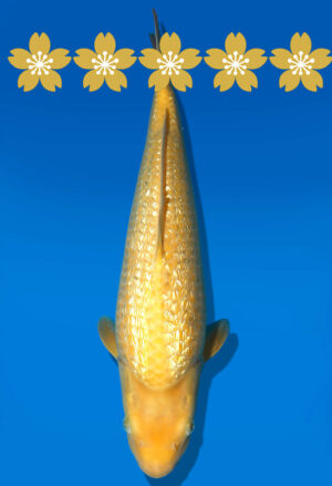 Koi Auktion Dainichi GinrinKarashigoi JumboTosai YellowMonkey - 42cm GT5-1334