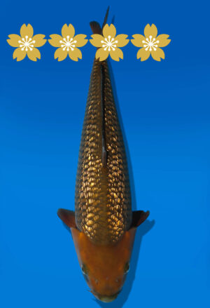 Koi Auktion Dainichi GinrinChagoi JumboTosai BrownMonkey - 42cm GT6-1336