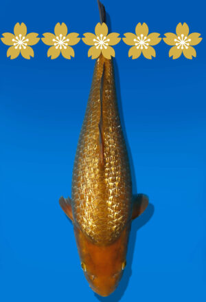 Koi Auktion Dainichi GinrinChagoi JumboTosai BrownMonkey - 39cm GT6-1337