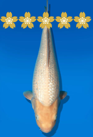 Koi Auktion Dainichi GinrinWhiteKarashi JumboTosai WhiteMonkey - 43cm GT6-1339