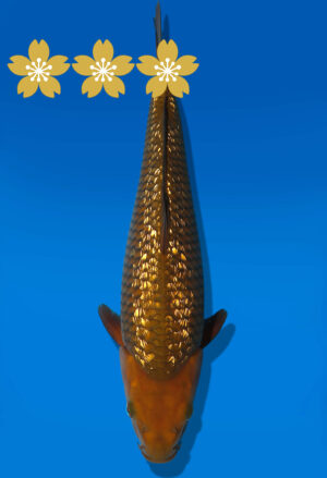 Koi Auktion Dainichi GinrinChagoi JumboTosai BrownMonkey - 38cm GT6-1338