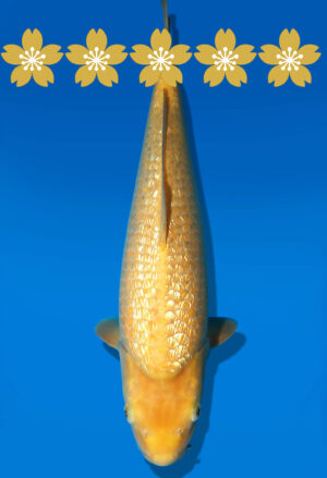 Koi Auktion Dainichi GinrinKarashigoi JumboTosai YellowMonkey - 45cm GT6-1340