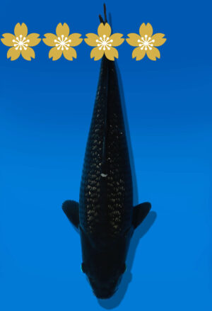 Koi Auktion Dainichi Blackdiamond JumboTosai BlackZeus - 38cm GT5-1332