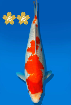 Koi Auktion Kanno Goshiki JumboTosai Kanno - 26cm GT5-1354