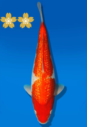 Koi Auktion Dainichi GinrinKohaku JumboTosai XGinrinKohaku - 32cm GT5-1347