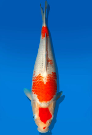 Koi Auktion Kanno Goshiki JumboTosai Kanno - 39cm GT5-1353