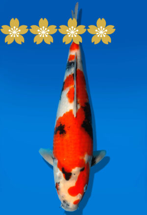 Koi Auktion Dainichi Showa JumboTosai NewMonroe - 32cm GT5-1375