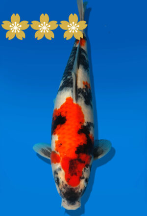 Koi Auktion Dainichi Showa JumboTosai NewMonroe - 30cm GT5-1376