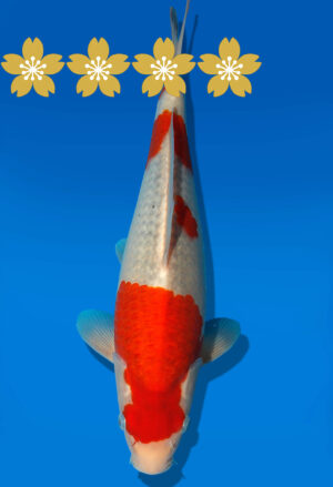 Koi Auktion Kanno Goshiki JumboTosai Kanno - 33cm GT5-1355