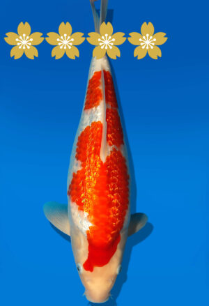 Koi Auktion Dainichi GinrinKohaku JumboTosai XGinrinKohaku - 34cm GT5-1348