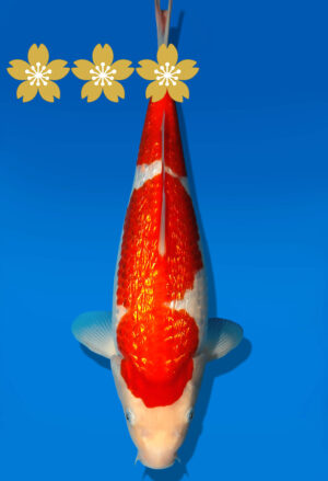 Koi Auktion Dainichi GinrinKohaku JumboTosai XGinrinKohaku - 30cm GT5-1349