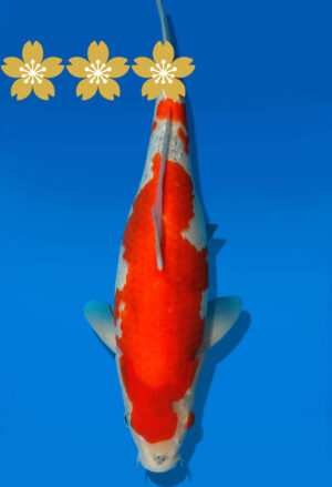 Koi Auktion Kanno Goshiki JumboTosai Kanno - 33cm GT6-1356