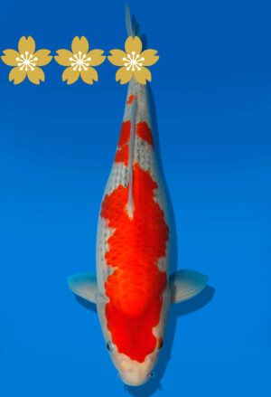 Koi Auktion Kanno Goshiki JumboTosai Kanno - 36cm GT6-1357