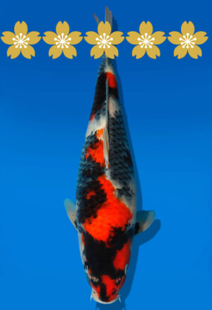 Koi Auktion Dainichi Showa JumboTosai NewMonroe - 35cm GT6-1377