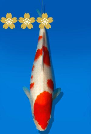 Koi Auktion Kanno Goshiki JumboTosai Kanno - 31cm GT6-1358