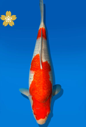 Koi Auktion Kanno Goshiki JumboTosai Kanno - 36cm GT6-1359