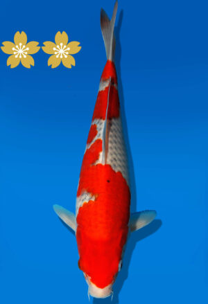 Koi Auktion Kanno Goshiki JumboTosai Kanno - 30cm GT6-1360