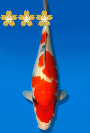 Koi Auktion Dainichi Showa JumboTosai NewMonroe - 33cm GT6-1378