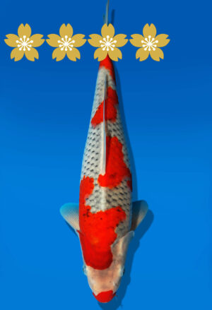 Koi Auktion Kanno Goshiki JumboTosai Kanno - 37cm GT6-1361