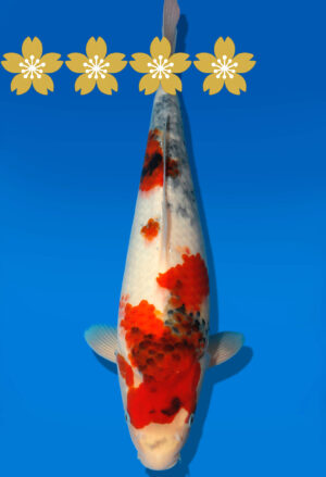 Koi Auktion Dainichi Showa JumboTosai NewMonroe - 35cm GT6-1379