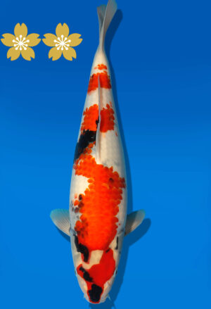 Koi Auktion Dainichi Showa JumboTosai NewMonroe - 37cm GT6-1380