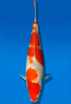 Koi Auktion Kanno Goshiki JumboTosai Kanno - 27cm GT6-1362