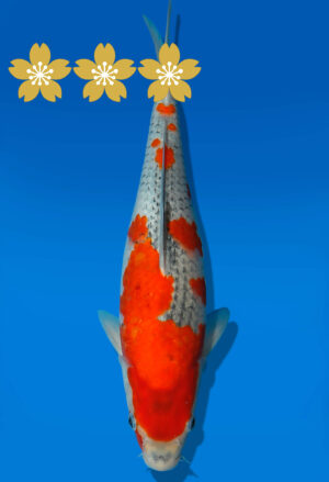 Koi Auktion Kanno Goshiki JumboTosai Kanno - 29cm GT6-1363
