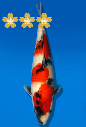 Koi Auktion Dainichi Showa JumboTosai NewMonroe - 27cm GT7-1381