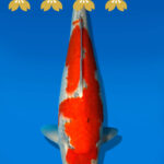 Koi Auktion Kanno Goshiki JumboTosai Kanno - 38cm GT7-2223