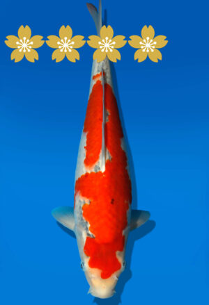 Koi Auktion Kanno Goshiki JumboTosai Kanno - 38cm GT7-1364