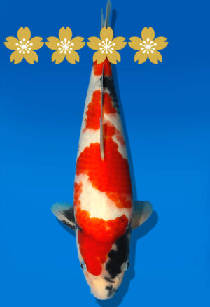 Koi Auktion Dainichi Showa JumboTosai NewMonroe - 34cm GT7-1383