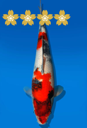 Koi Auktion Dainichi Showa JumboTosai NewMonroe - 33cm GT7-1384