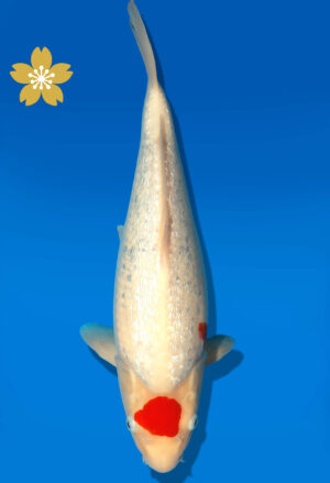 Koi Auktion Dainichi GinrinKohaku JumboTosai XGinrinKohaku - 37cm GT7-1350