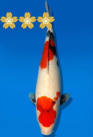 Koi Auktion Dainichi Showa JumboTosai NewMonroe - 34cm GT7-1385