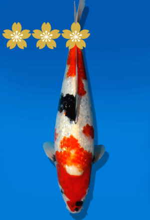 Koi Auktion Dainichi GinrinShowa JumboTosai XGinrinShowa - 33cm GT7-1387