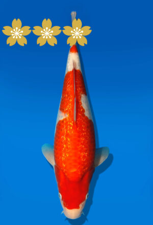 Koi Auktion Dainichi GinrinKohaku JumboTosai XGinrinKohaku - 33cm GT7-1351