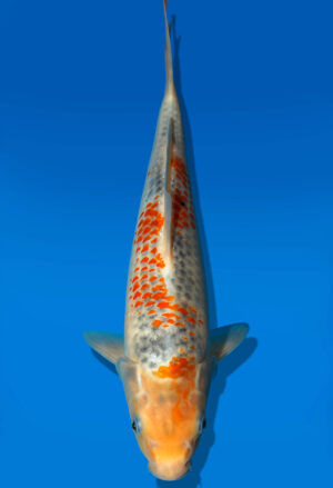 Koi Auktion Kanno Goshiki JumboTosai Kanno - 27cm GT7-1365