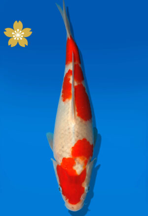 Koi Auktion Kanno Goshiki JumboTosai Kanno - 29cm GT7-1366