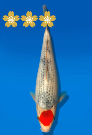Koi Auktion Kanno TGoshiki JumboTosai Kanno - 27cm GT7-1367