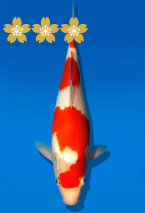 Koi Auktion Kanno TGoshiki JumboTosai Kanno - 26cm GT7-1368