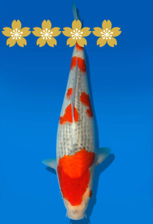 Koi Auktion Kanno TGoshiki JumboTosai Kanno - 31cm GT7-1369
