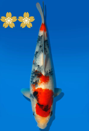 Koi Auktion Dainichi Showa JumboTosai NewMonroe - 29cm GT7-1386