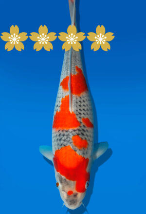 Koi Auktion Kanno TGoshiki JumboTosai Kanno - 32cm GT7-1370
