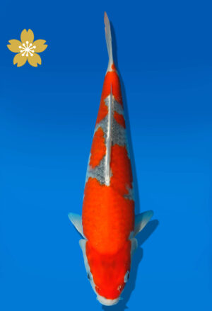 Koi Auktion Kanno TGoshiki JumboTosai Kanno - 30cm GT7-1371