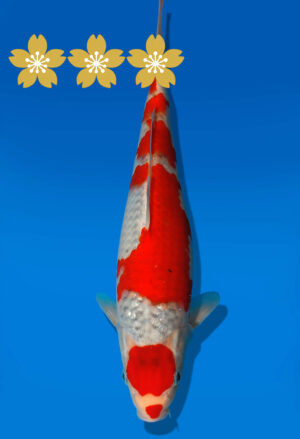 Koi Auktion Kanno Goshiki JumboTosai Kanno - 29cm GT7-1372