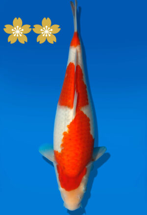 Koi Auktion Kanno Goshiki JumboTosai Kanno - 33cm GT7-1373