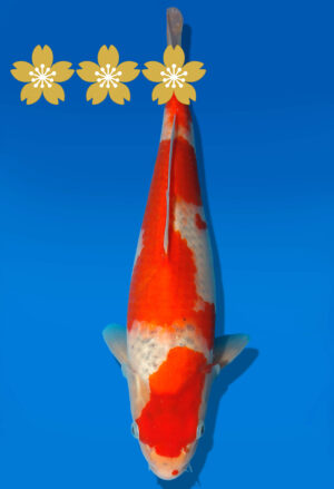 Koi Auktion Kanno Goshiki JumboTosai Kanno - 35cm GT7-1374