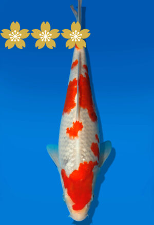 Koi Auktion Kanno Goshiki JumboTosai Kanno - 32cm GT7-1375