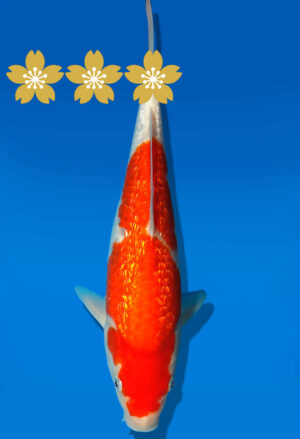 Koi Auktion Dainichi GinrinKohaku JumboTosai XGinrinKohaku - 30cm GT7-1352