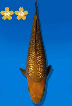 Koi Auktion Dainichi GinrinChagoi JumboTosai BrownMonkey - 36cm T09-1420